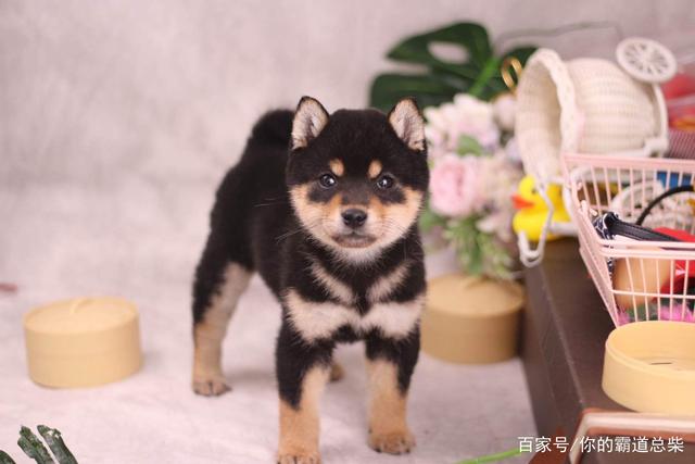 柴犬币最高价_柴犬币最近价格
