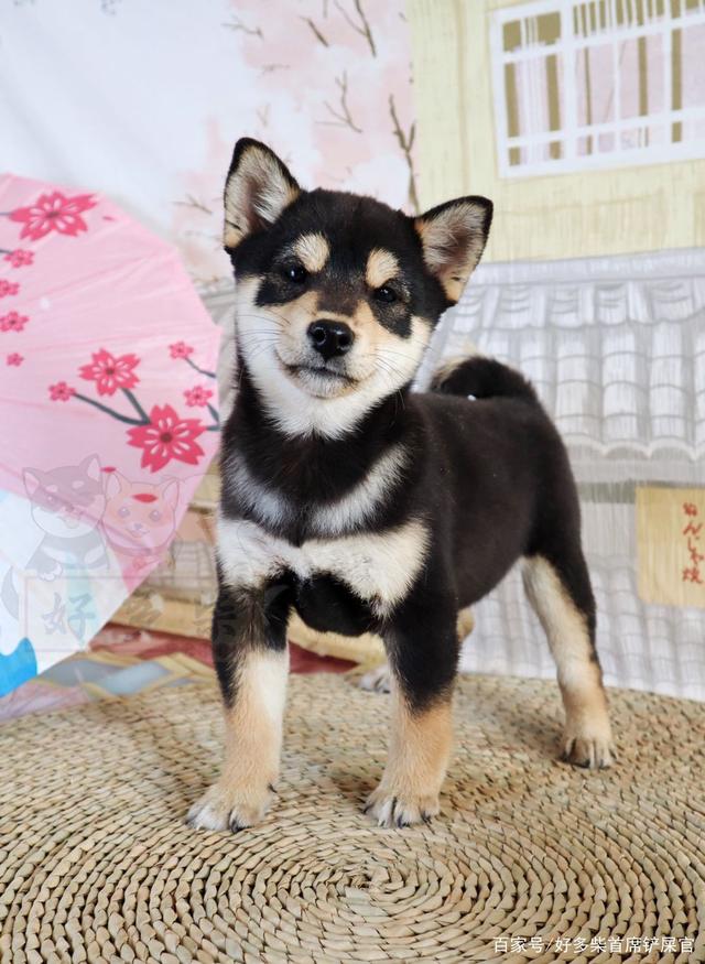 柴犬币最高价_柴犬币最近价格