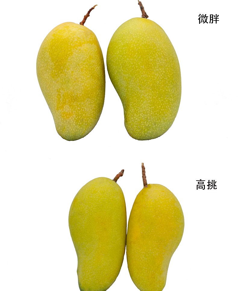 10分钟快速催熟大青芒_芒果切开后发现没熟怎么办