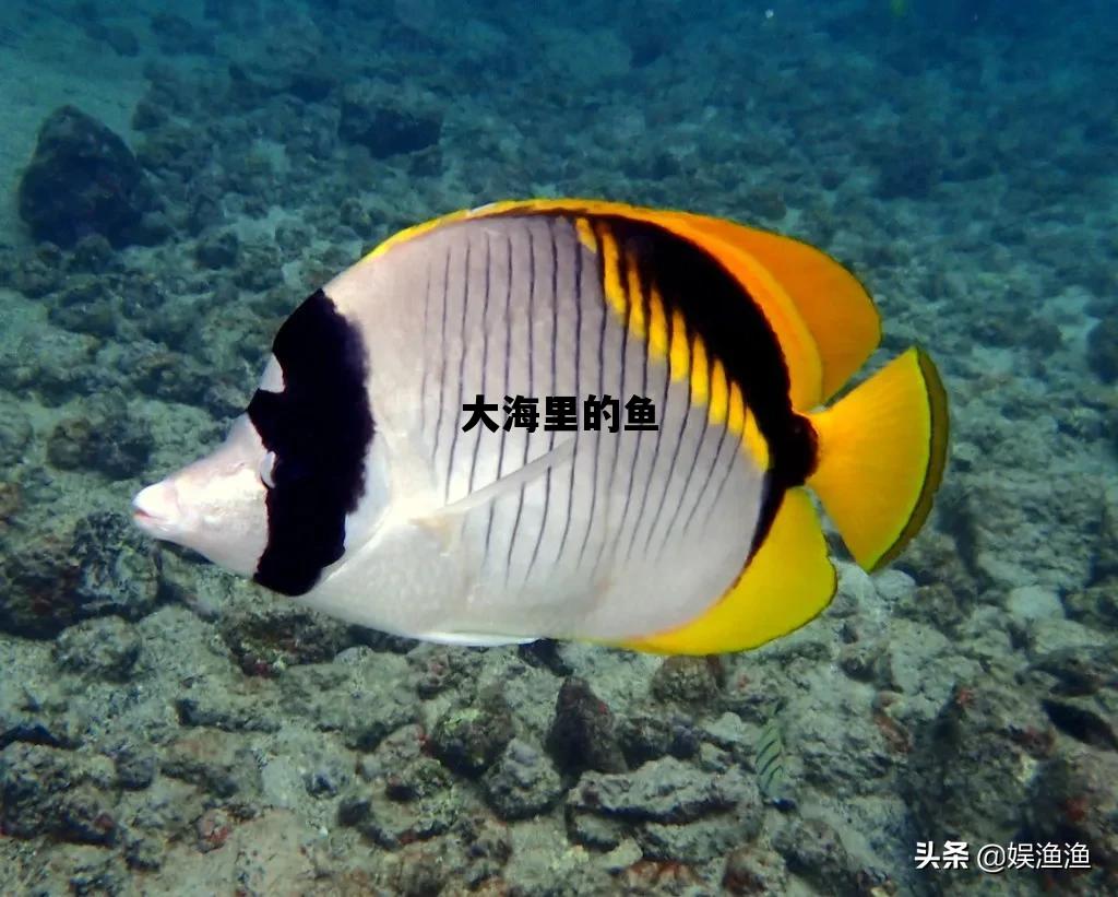 大海里的鱼_大海里的鱼图片