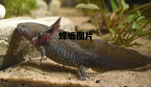蝾螈图片_蝾螈图片 有毒