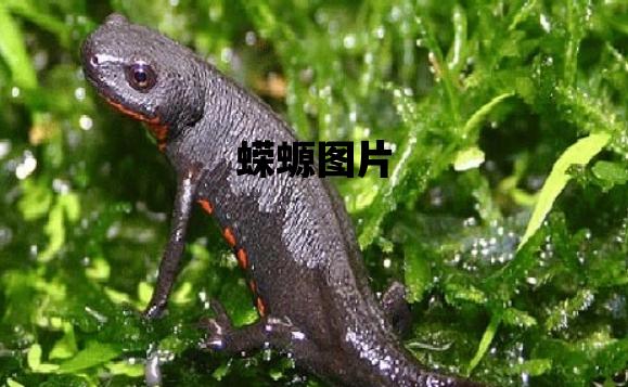 蝾螈图片_蝾螈图片 有毒