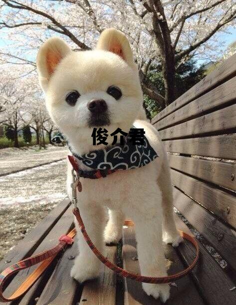 俊介君_俊介君图片