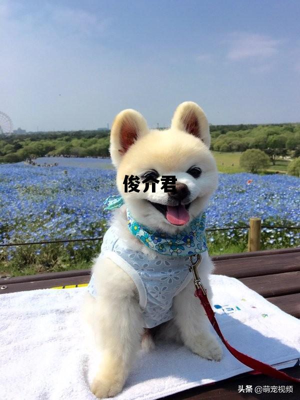 俊介君_俊介君图片