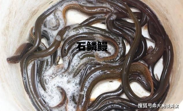 石鳞鳗_石鳞鳗食谱在哪买的到