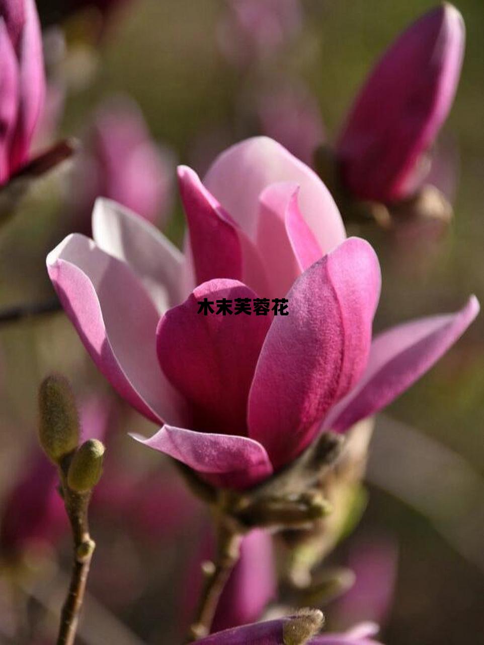 木末芙蓉花_木末芙蓉花全诗
