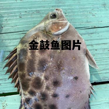 金鼓鱼图片_金鼓鱼图片价格大全