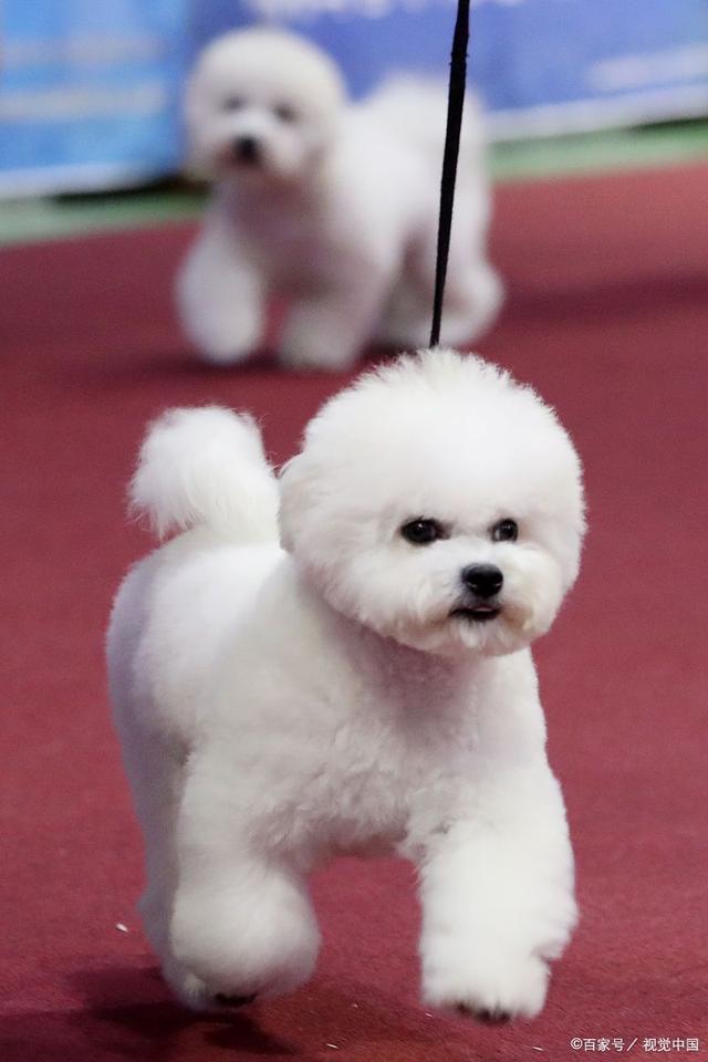 茶杯犬多少钱_茶杯犬多少钱一只幼崽20元以下